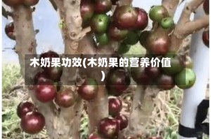 木奶果功效(木奶果的营养价值)