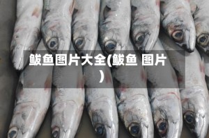 鲅鱼图片大全(鲅鱼 图片)