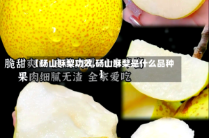 【砀山酥梨功效,砀山酥梨是什么品种】