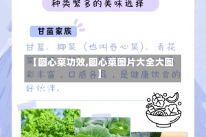 【圆心菜功效,圆心菜图片大全大图】