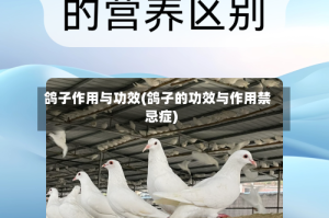 鸽子作用与功效(鸽子的功效与作用禁忌症)