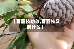【蕃荔枝功效,蕃荔枝又叫什么】