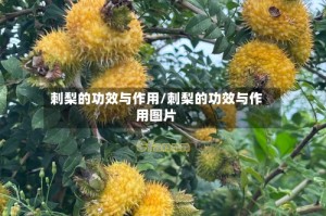 刺梨的功效与作用/刺梨的功效与作用图片