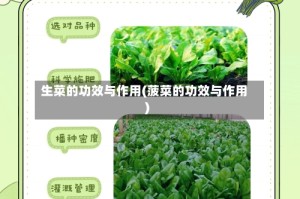 生菜的功效与作用(菠菜的功效与作用)