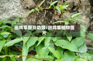 田鸡草图片功效/田鸡草植物图片