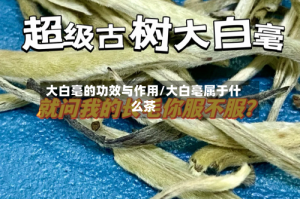 大白毫的功效与作用/大白亳属于什么茶