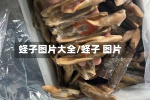 蛏子图片大全/蛏子 图片