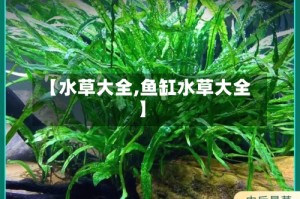 【水草大全,鱼缸水草大全】