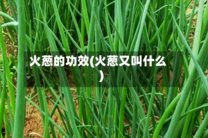 火葱的功效(火葱又叫什么)