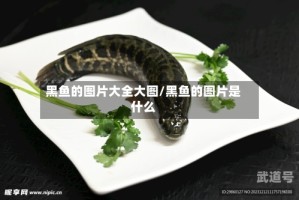 黑鱼的图片大全大图/黑鱼的图片是什么