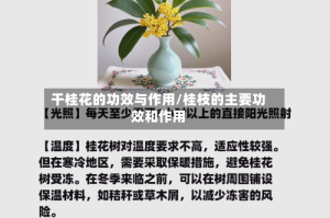 干桂花的功效与作用/桂枝的主要功效和作用