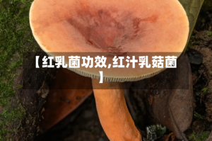 【红乳菌功效,红汁乳菇菌】