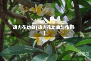 鸡肉花功效(鸡肉花功效与作用)
