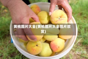 黄桃图片大全(黄桃图片大全图片欣赏)