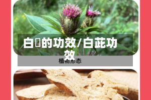 白菓的功效/白茈功效