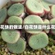 白花饼的做法/白花饼是什么花