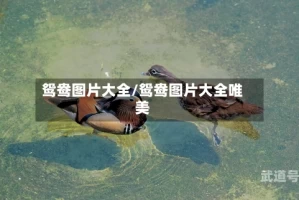 鸳鸯图片大全/鸳鸯图片大全唯美