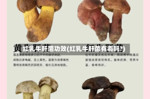 红乳牛肝菌功效(红乳牛肝菌有毒吗?)
