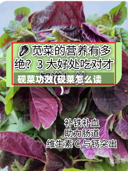 砚菜功效(砚莱怎么读)-第3张图片